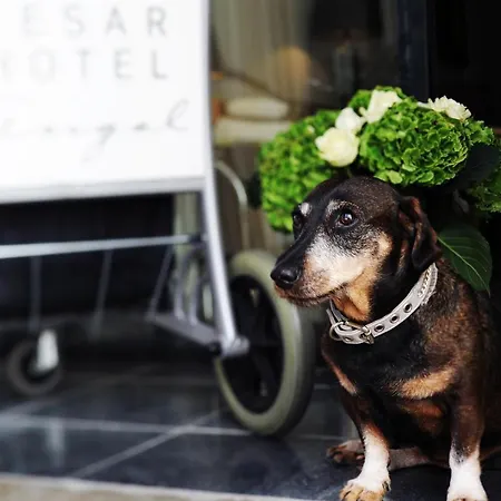 Lesar Angel - Member Of Hip 4*