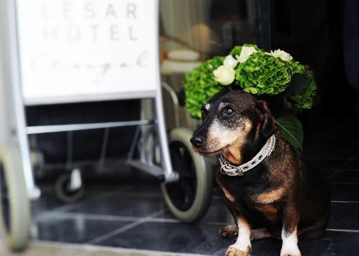 Lesar Angel - Member Of Hip 4*